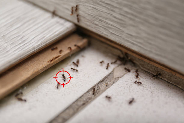 Best Best Pest Control Companies  in Nicholasville, KY
