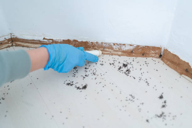 Best Best Pest Control Companies  in Nicholasville, KY